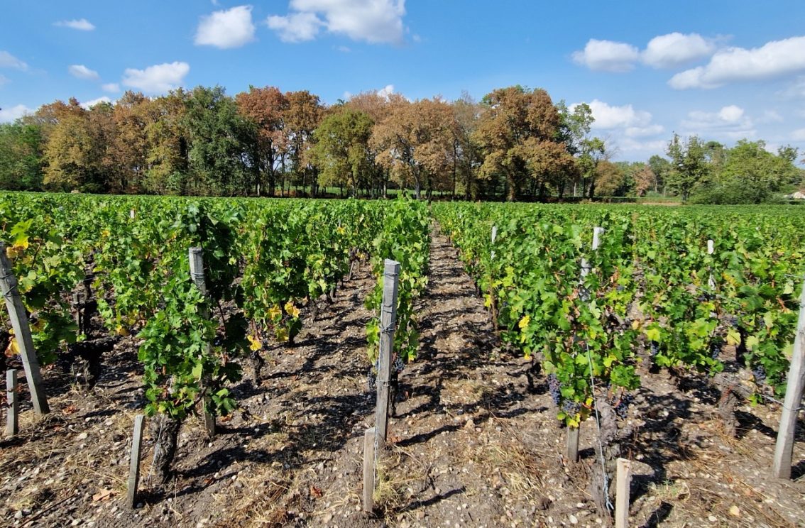 The 2022 vintage in Bordeaux